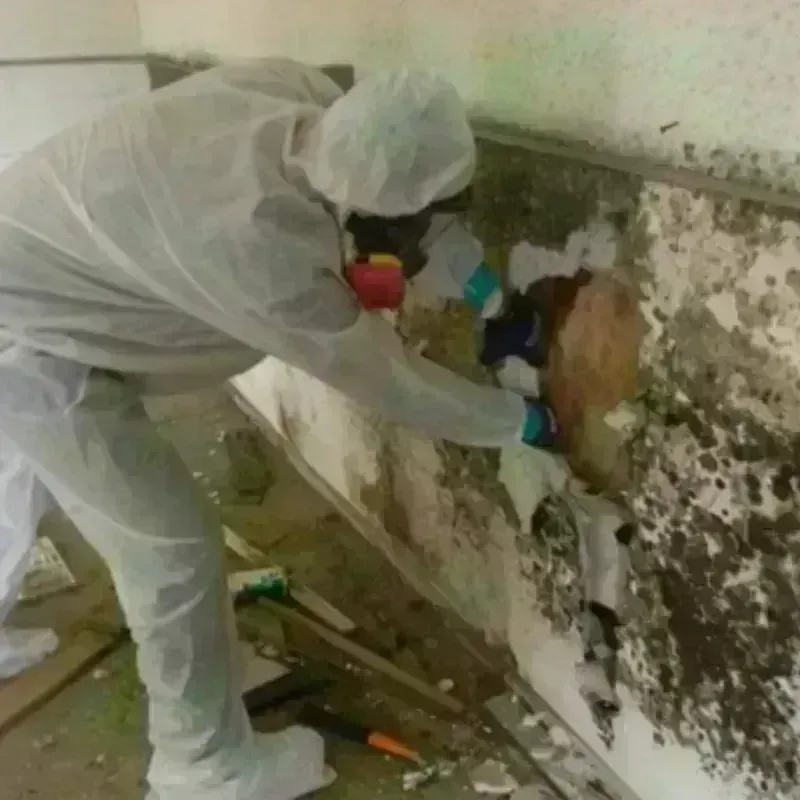 Mold Remediation and Removal in Laflin, PA